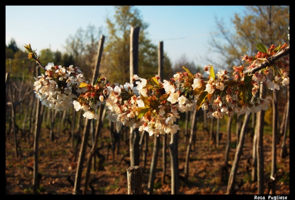 Fiori del periodo pasquale
